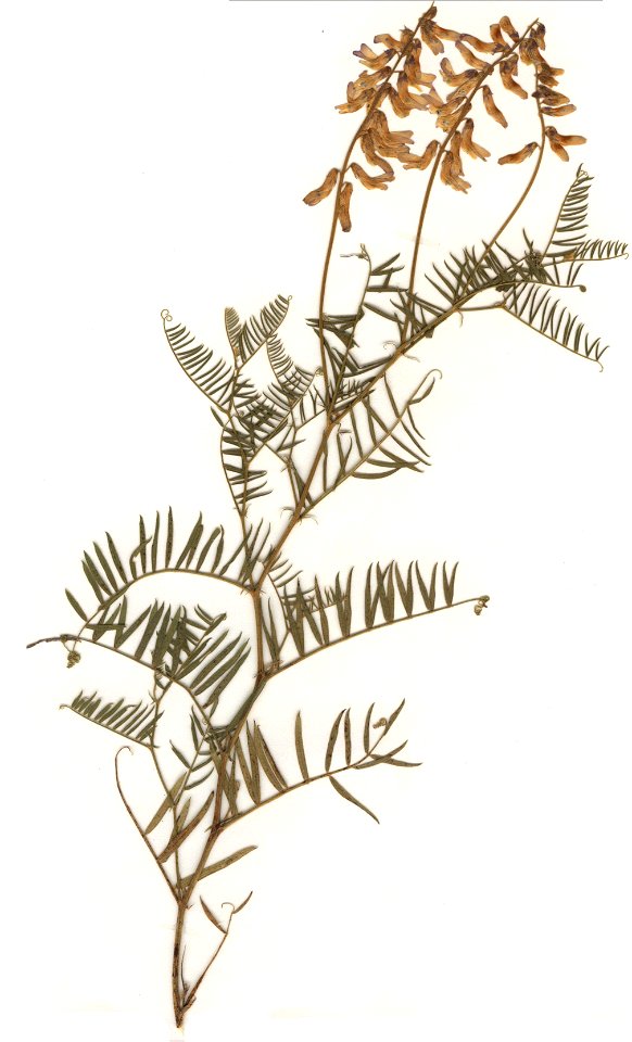 Vicia tenuifolia Herbar