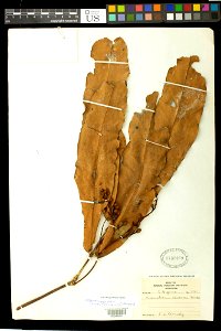Object Details
Biogeographical Region

22 - West Tropical Africa
Collector

James Domoné Kennedy
Record Last Modified

7 Dec 2019
Specimen Count

1
Barcode

00245021
USNM Number

1750169
Place

South 