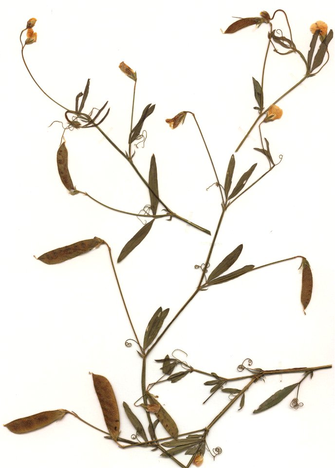 Lathyrus hirsutus, eigener Herbarbeleg