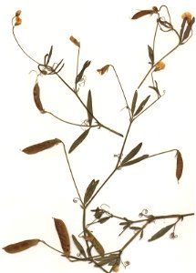 Lathyrus hirsutus, eigener Herbarbeleg