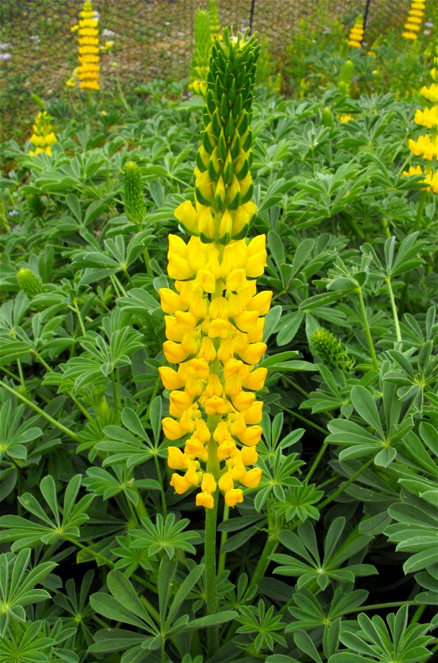 Yellow lupine, identified by sign as Lupinus densiflorus var. aureus at Rancho Santa Ana Botanic Gardens in Claremont, California, USA. 
It is now part of Lupinus microcarpus var. densiflorus apparent