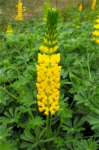 Yellow lupine, identified by sign as Lupinus densiflorus var. aureus at Rancho Santa Ana Botanic Gardens in Claremont, California, USA. 
It is now part of Lupinus microcarpus var. densiflorus apparent