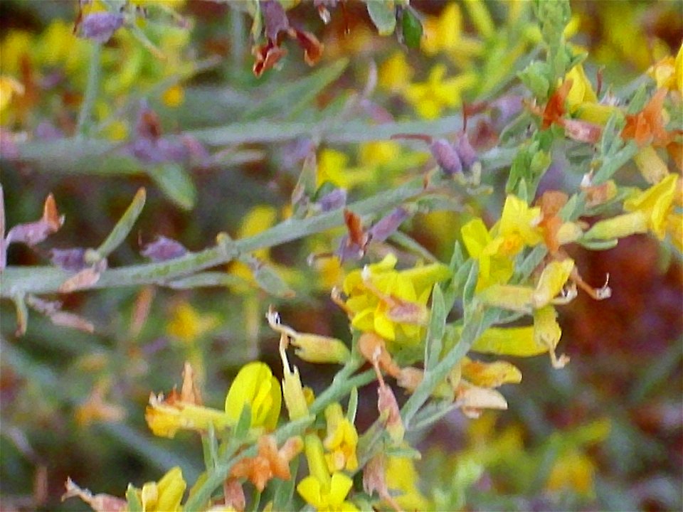 Anthyllis cytisoides close up, La Mata, Torrevieja, Alicante, Spain.