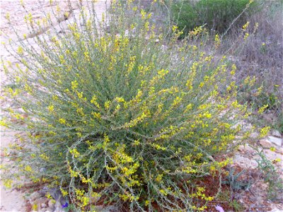 Anthyllis cytisoides Habitus, La Mata, Torrevieja, Alicante, Spain.