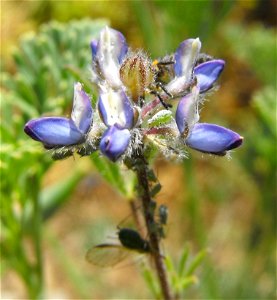 Lupinus bicolor at Blue Sky Ecological Reserve in Poway, California, USA.
