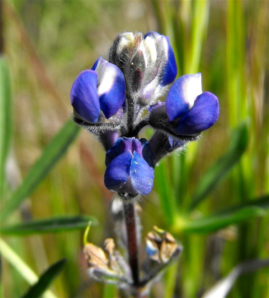 Lupinus bicolor at Lake Poway, Poway, California, USA.