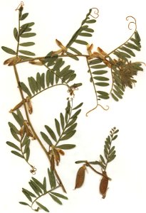 Vicia pannonica, eigener Herbarbeleg