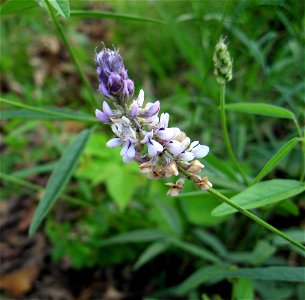Orbexilum pedunculatum. Grassland at Eastview Barrens, Hardin County, Kentucky.