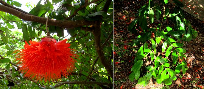 Brownea macrophylla (Panama flame tree), Ho'omaluha Botanical Garden, Oahu, Hawaii