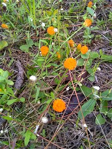 orange milkwort (Polygala lutea)