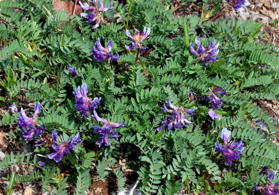 Pyne's Ground Plum (Astragalus bibullatus) in Rutherford County, Tennessee
