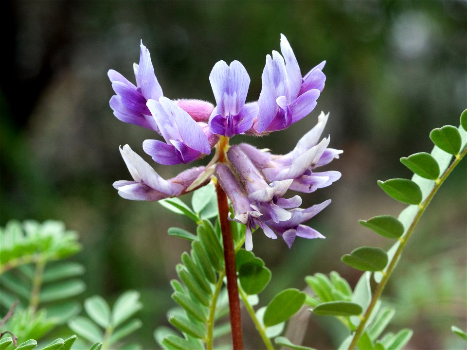 Pyne's Ground Plum (Astragalus bibullatus) in Rutherford County, Tennessee