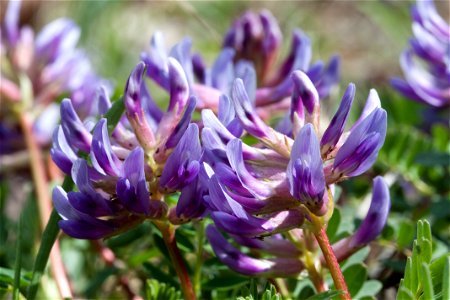 Pyne's Ground Plum (Astragalus bibullatus) in Rutherford County, Tennessee