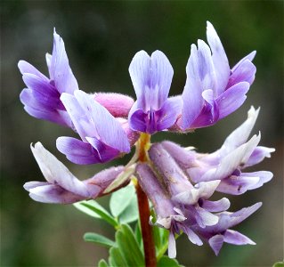 Pyne's Ground Plum (Astragalus bibullatus) in Rutherford County, Tennessee