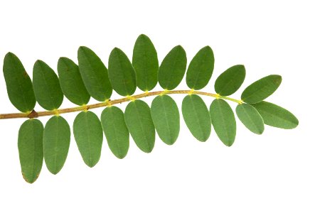 Leaves of Pyne's Ground Plum (Astragalus bibullatus) in Rutherford County, Tennessee