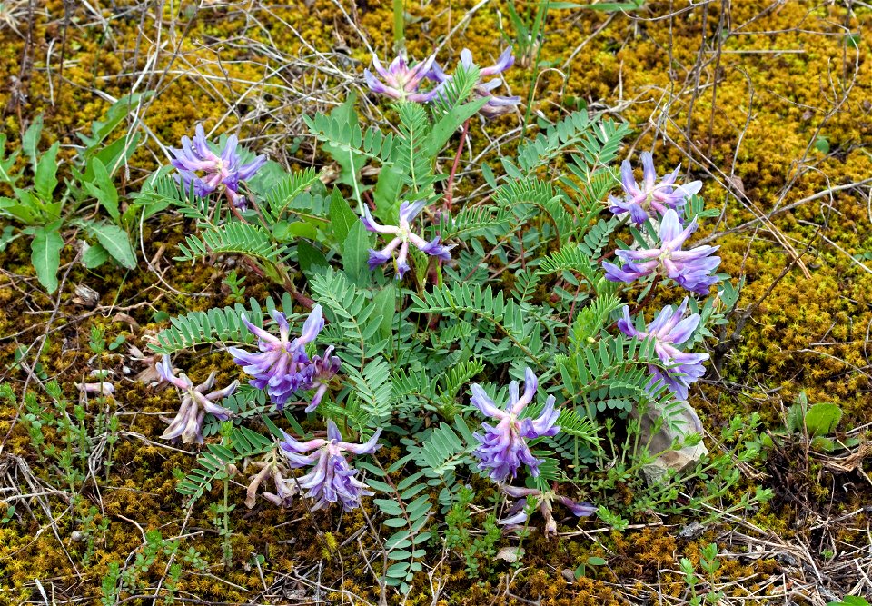Pyne's Ground Plum (Astragalus bibullatus) in Rutherford County, Tennessee