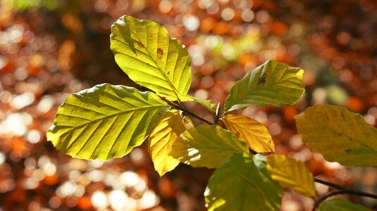 Colorful golden fall colors