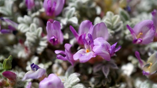 Astragalus purshii var. lectulus, commonly known as Sierran milkvetch. 

(Photo by Zach Behrens/USFS)