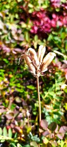 Oxytropis campestris sordida