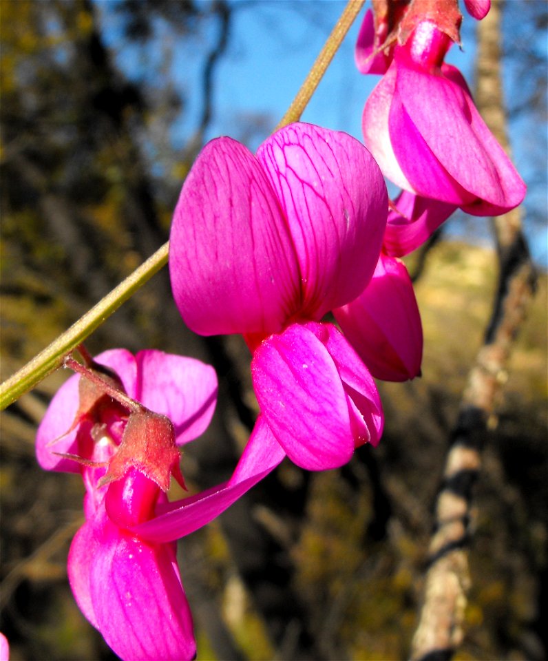 — Pacific pea. 
At the Blue Sky Ecological Reserve in the Laguna Mountains, Poway, California.