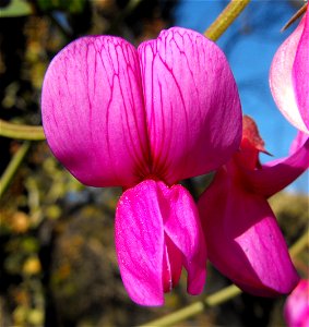— Pacific pea. 
At Blue Sky Ecological Reserve in Poway, California.