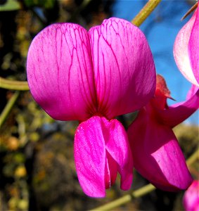 — Pacific pea. At Blue Sky Ecological Reserve in Poway, California. photo