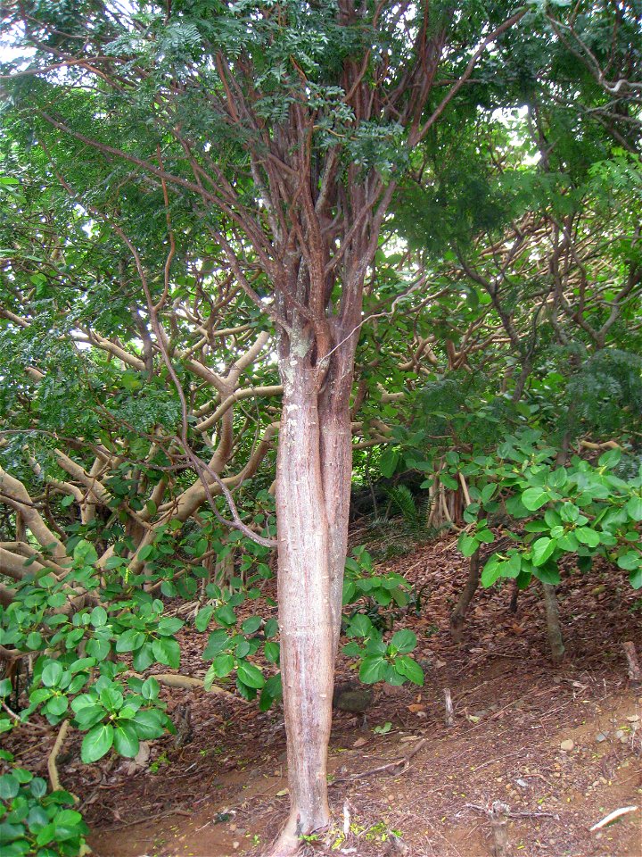 Delonix adansonioides in the Koko Crater Botanical Garden, Honolulu, Hawaii, USA.