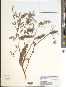 *Indigofera astrogalina DC.
Object Details
Biogeographical Region
22 - West Tropical Africa
Collector
P. Houngnon
Record Last Modified
29 Dec 2017
Specimen Count
1
Collection Date
26 Oct 1998
Barcode
