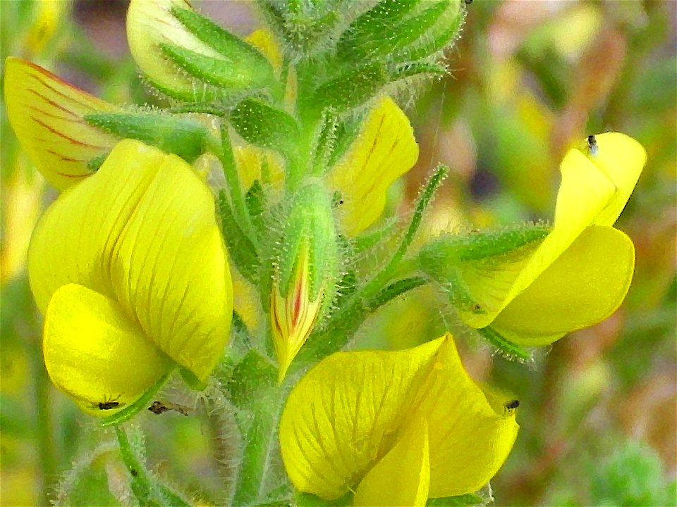 Ononis natrix close up, cabeza parda volcano Campo de Calatrava, Spain