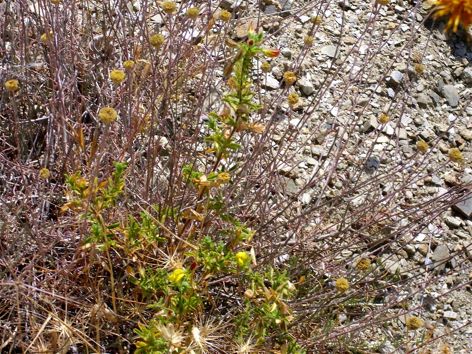 Ononis natrix habit, in Sierra de Alfacar y Víznar, Granada, Spain.