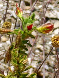 Ononis natrix close up, in Sierra de Alfacar y Víznar, Granada, Spain.