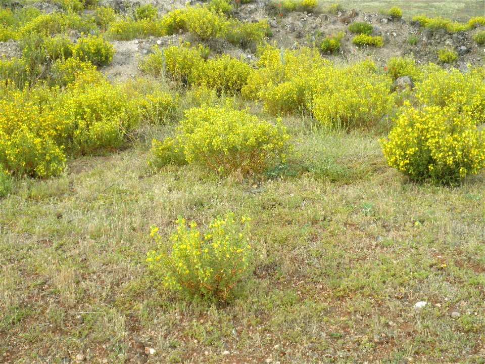 Ononis natrix habitat, cabeza parda volcano Campo de Calatrava, Spain