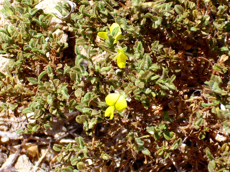 Ononis natrix subsp. natrix closeup, La Mata, Torrevieja, Alicante, Spain.
