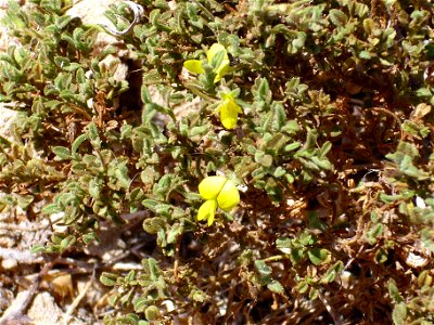 Ononis natrix subsp. natrix closeup, La Mata, Torrevieja, Alicante, Spain.