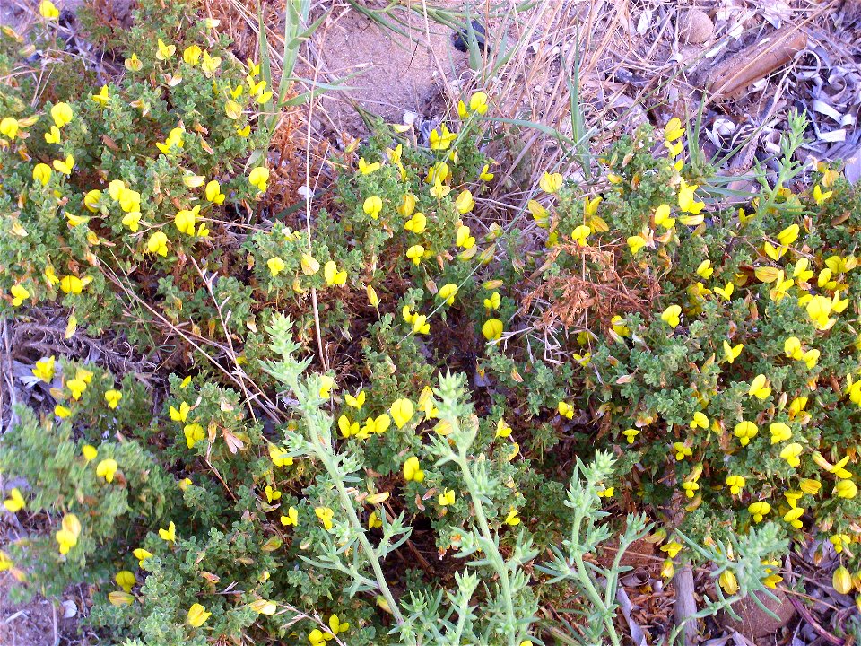 Ononis natrix subsp. natrix habit, La Mata, Torrevieja, Alicante, Spain.