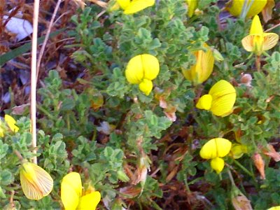 Ononis natrix subsp. natrix flowers closeup, La Mata, Torrevieja, Alicante, Spain.