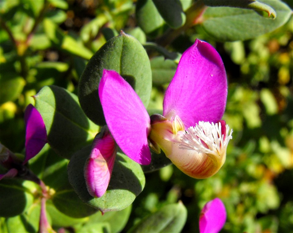 Polygala fruticosa at the Palomar College Arboretum, San Marcos, California, USA. Identified by sign.