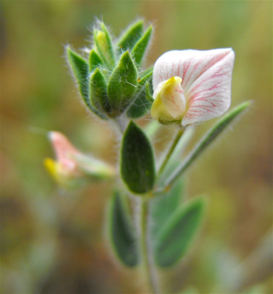 var. americanus  (syn. Lotus purshianus var. purshianus) — Spanish clover.
At the Blue Sky Ecological Reserve in Poway, California (Peninsular Ranges).