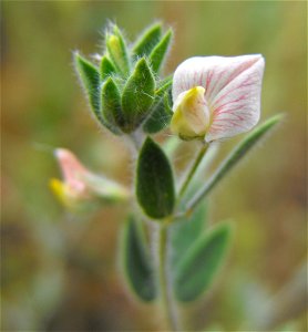 var. americanus  (syn. Lotus purshianus var. purshianus) — Spanish clover.
At the Blue Sky Ecological Reserve in Poway, California (Peninsular Ranges).