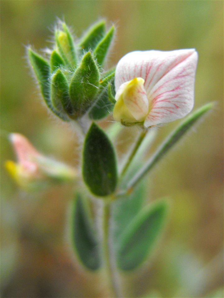 var. americanus  (syn. Lotus purshianus var. purshianus) — Spanish clover.
At the Blue Sky Ecological Reserve in Poway, California (Peninsular Ranges).