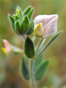 var. americanus  (syn. Lotus purshianus var. purshianus) — Spanish clover.
At the Blue Sky Ecological Reserve in Poway, California (Peninsular Ranges).