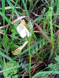 Vicia lutea flower close up, in Dehesa Boyal de Puertollano, Spain