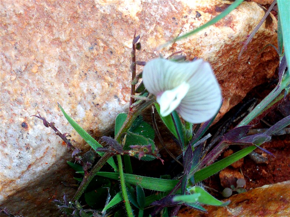 Vicia lutea flower close up Campo de Calatrava, Spain