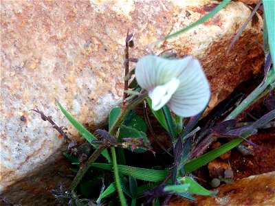 Vicia lutea flower close up Campo de Calatrava, Spain