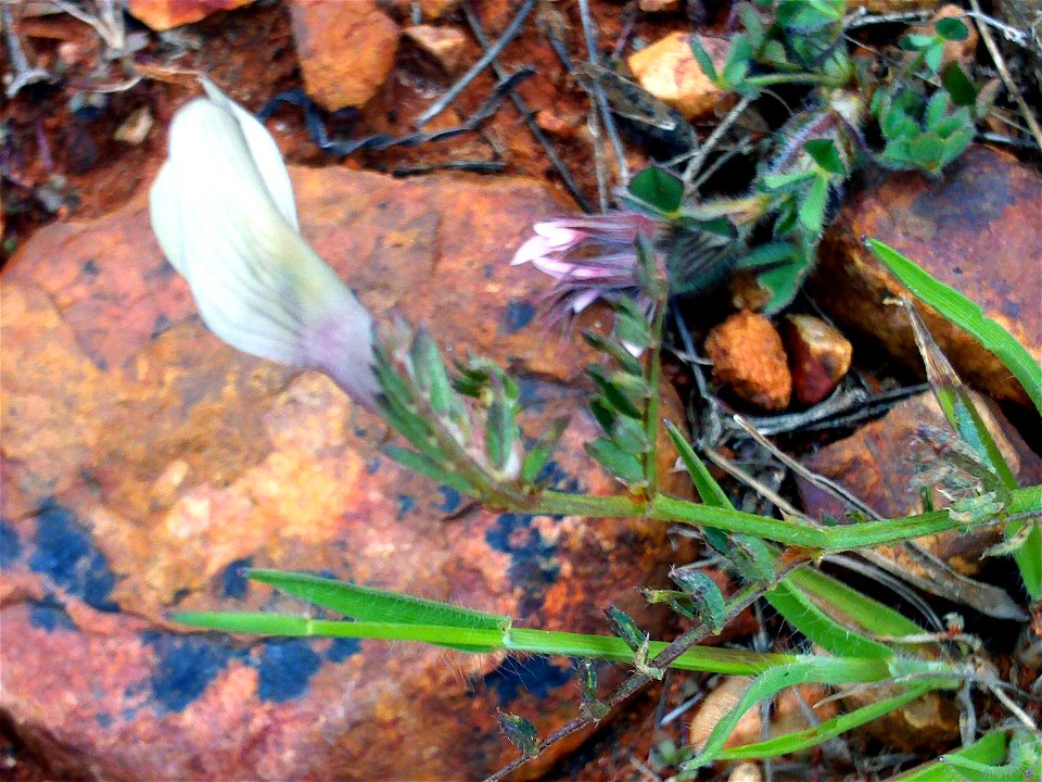 Vicia lutea flower close up Campo de Calatrava, Spain
