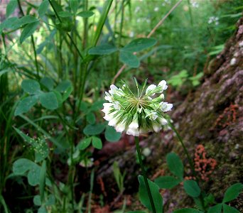 Trifolium reflexum, xerohydric savanna of Clarks River bottomland, Marshall County, Kentucky. photo