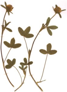 Trifolium ochroleucon, eigener Herbarbeleg