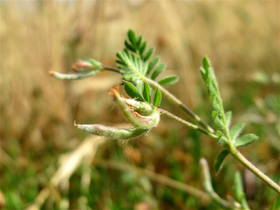 Kleiner Vogelfuß oder Mäusewicke (Ornithopus perpusillus) in Hockenheim