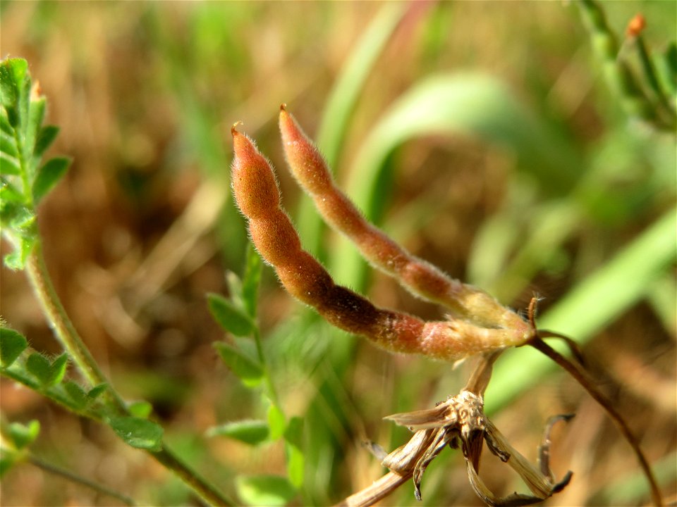 Kleiner Vogelfuß oder Mäusewicke (Ornithopus perpusillus) in Hockenheim