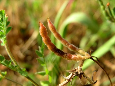 Kleiner Vogelfuß oder Mäusewicke (Ornithopus perpusillus) in Hockenheim